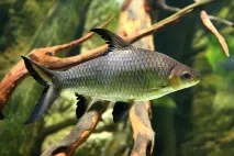 Акул балу (Balantiocheilos melanopterus) - зміст, розведення balantiocheilos