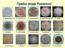 аліментарно-токсична