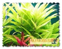 Акваріумні рослини лимонник, номофіла, Найкраща робота Хобі! лимонник