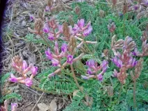 Астрагал (Astragalus) - опис рослини рослини