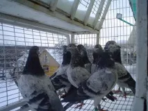 голуби