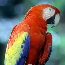 Macaw roșu