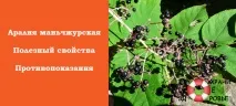 Аралія маньчжурська маньчжурська