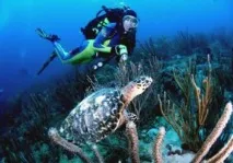 Все про підводний ліхтар для дайвінгу ліхтар