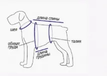 В’язання спицями для собак за схемою з описом та відео уроком відео