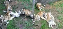 У зоопарку тигру не повідомляють м’ясо! У китайському зоопарку з’явилися тигри-канібали явилися