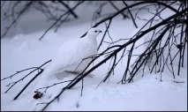 біла