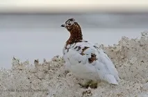 птах
