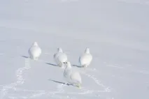 птах
