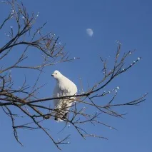 птах