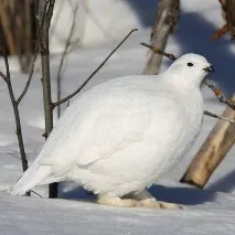 птах