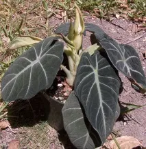 Alocasia