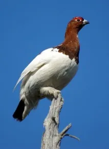 біла