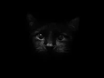 Ніч. Траса. Дощ. І п’ятеро кошенят... Зустрічають Ангела, що летить назад! траса