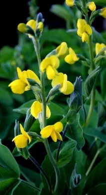 Astragalus