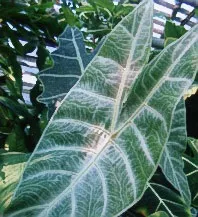 Alocasia