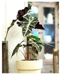 Alocasia