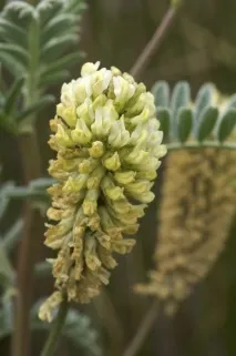 Astragalus