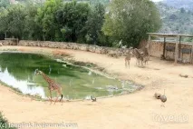 Біблійний зоопарк у Єрусалимі зоопарку