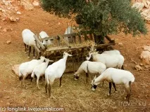 Біблійний зоопарк у Єрусалимі можна