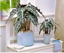 Alocasia