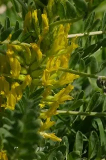 Astragalus