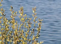 Будь великий, як верба, а здоровий, як вода, а багатий, як земля – Моя газета, Моя газета великий