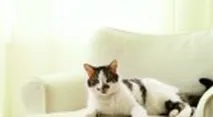 чистимо