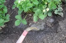 Чим підгодувати полуницю ранньою весною Поради та відгуки підгодувати