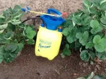 Чим підгодувати полуницю ранньою весною Поради та відгуки підгодувати