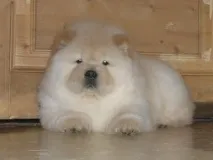 Чау-чау як доглядати, Гав Мяу доглядати
