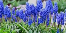 Квіти Мускарі посадка та догляд, популярні види та сорти, GreenMarket популярні