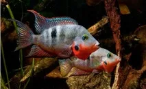 Ціхлазома Меєка умови утримання та нересту в акваріумі ціхлазома