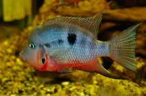 Цихлазома Меєка - зміст, сумісність меєка