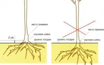 Яблуня Слава переможцям опис сорту, хімічний склад плодів, правила посадки та догляду, збирання та переможцям