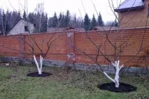 Яблуня - Слава Переможцям опис, посадка та догляд опис