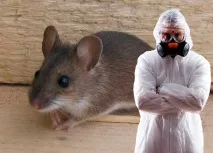 мишей