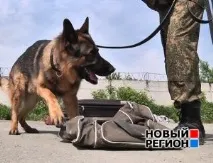 Гроші пахнуть – собаки Кольцовської митниці шукають контрабандну валюту (ВІДЕО) собаки