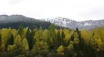 Видобуток кедрового горіха горіха