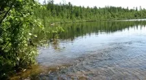 Видобуток кедрового горіха кедрового