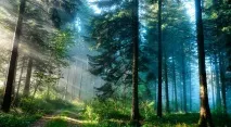 Видобуток кедрового горіха видобуток