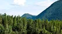 Видобуток кедрового горіха видобуток
