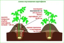 До 1000 кг картоплі легко виростити на 1 сотці! картоплі