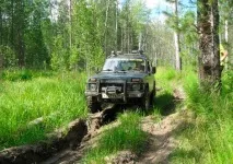 Видобуток кедрового горіха видобуток