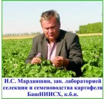 До 1000 кг картоплі легко виростити на 1 сотці! картоплі