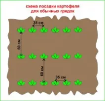 До 1000 кг картоплі легко виростити на 1 сотці! виростити