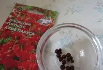 Запашний горошок або чин запашний горошок
