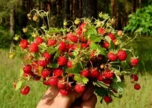 Експедиція за результативністю або Чому можна навчитися, збираючи суницю результативністю