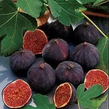 фрукти