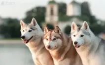 Їздовий спорт у Білорусі їздовий